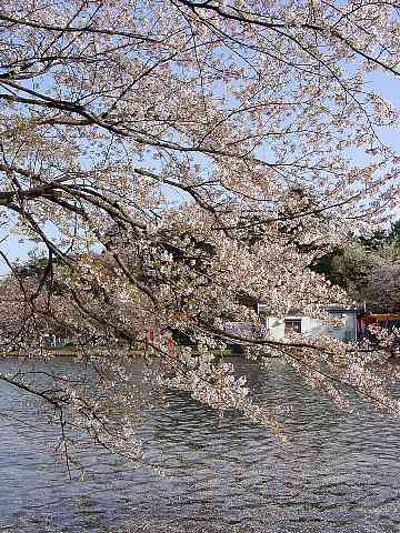 大宮公園 桜 写真