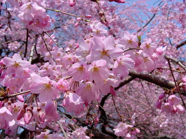 六義園のしだれ桜 写真