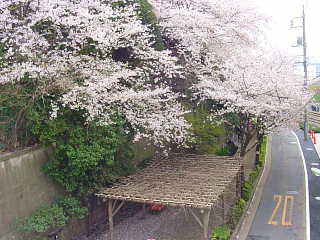 六郷用水　女堀の道　さくら 桜 写真
