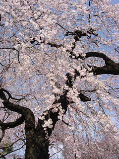 新宿御苑のしだれ桜 写真