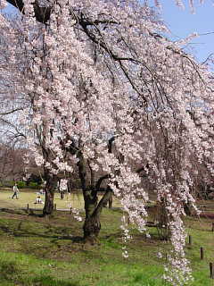 新宿御苑のしだれ桜 写真