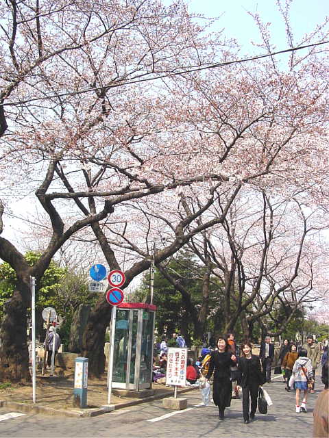 谷中霊園 桜 写真