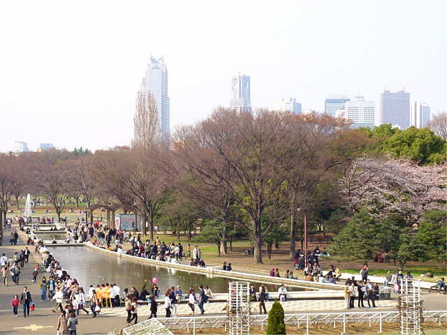 代々木公園 桜 写真