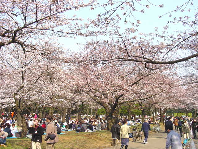 代々木公園 桜 写真