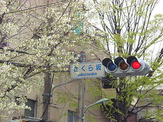 桜坂　さくら 桜 写真