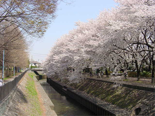 善福寺川緑地 桜 写真